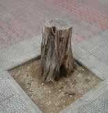 Stump about to be removed by ABC Tree services of Fort Myers, FL